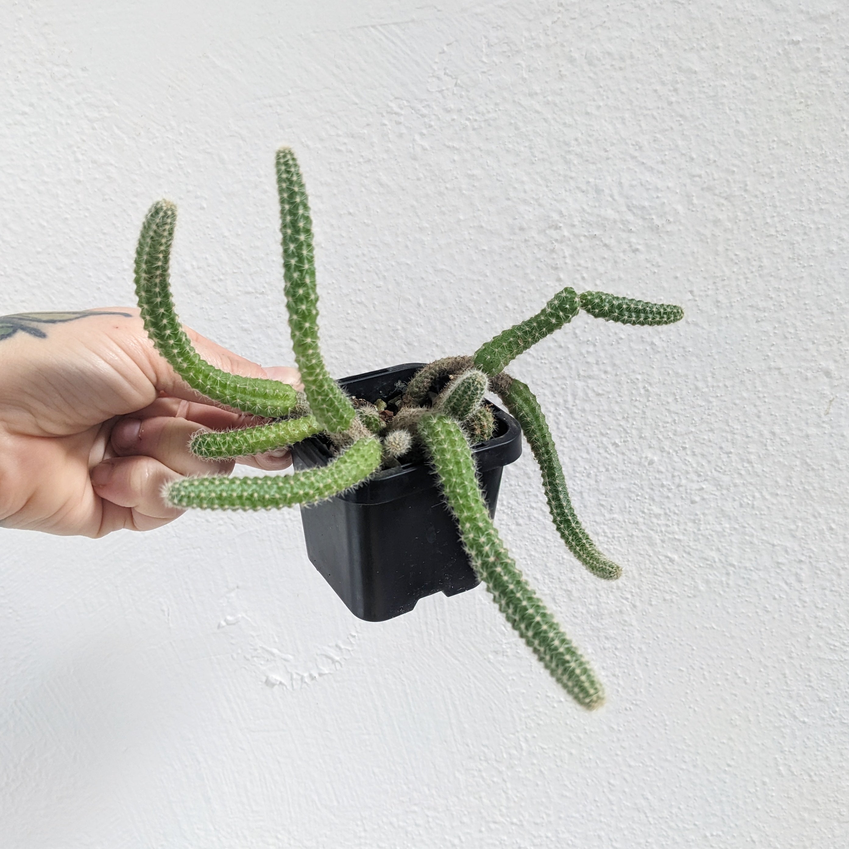 Echinopsis chamaecereus (Peanut Cactus) - 7cm pot